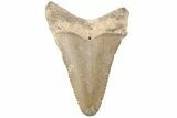 Bargain, Angustidens Tooth - Megalodon Ancestor #202431-1